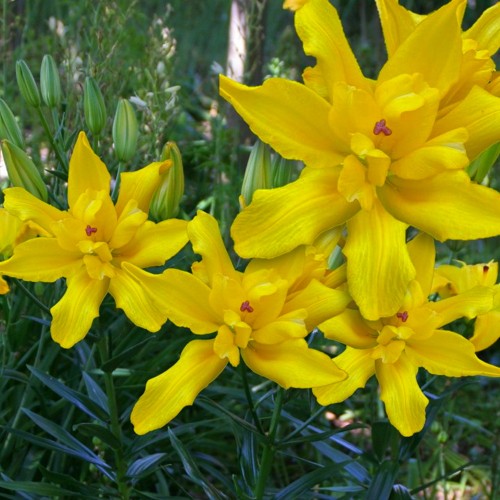 Lilium 'Tomos' - Liilia 'Tomos' 